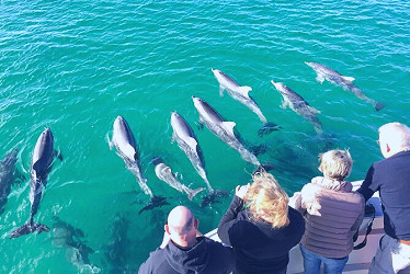 Kangaroo Island 75-Minute Ocean Safari 2023